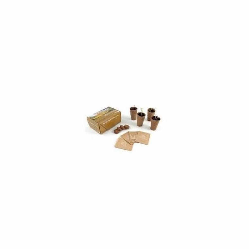 Coffret carton 4 pots biodégradables avec graines cadeau ecologique maroc