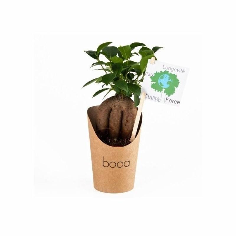 Pot en carton avec Ficus ginseng ou Olivier  cadeau ecologique maroc