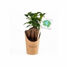 Pot en carton avec Ficus ginseng ou Olivier  cadeau ecologique maroc